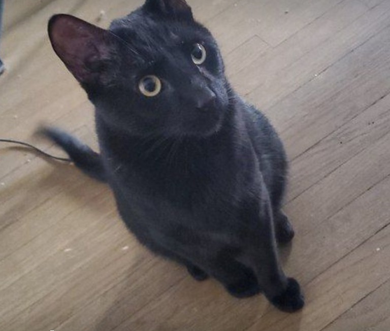 Pet Photo